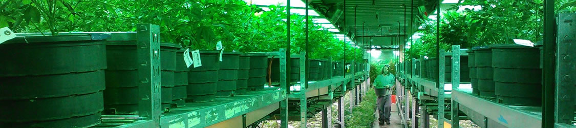 marijuana-growing-warehouse.jpg